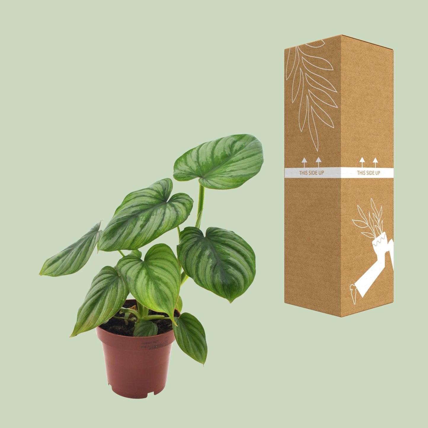 Philodendron Mamei - Ø12cm - ↕25cm