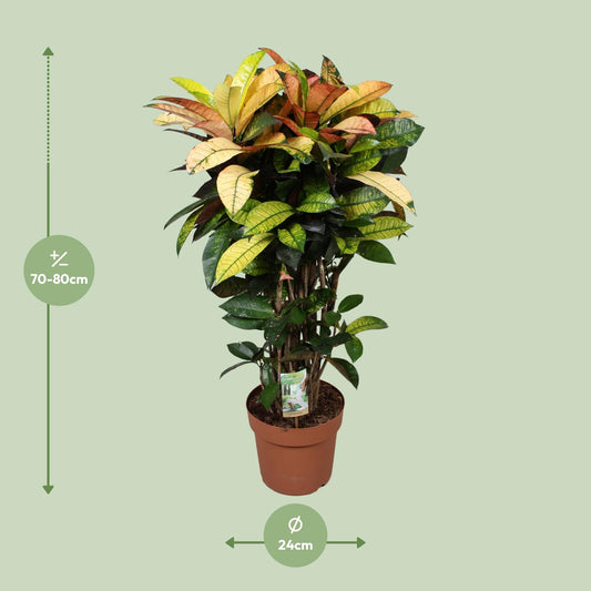 Codiaeum Mrs Iceton - Ø24cm - ↕80cm