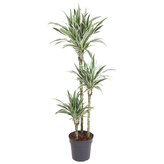 Drachenbaum White Stripe – 150 cm pflegeleichte Zimmerpflanze