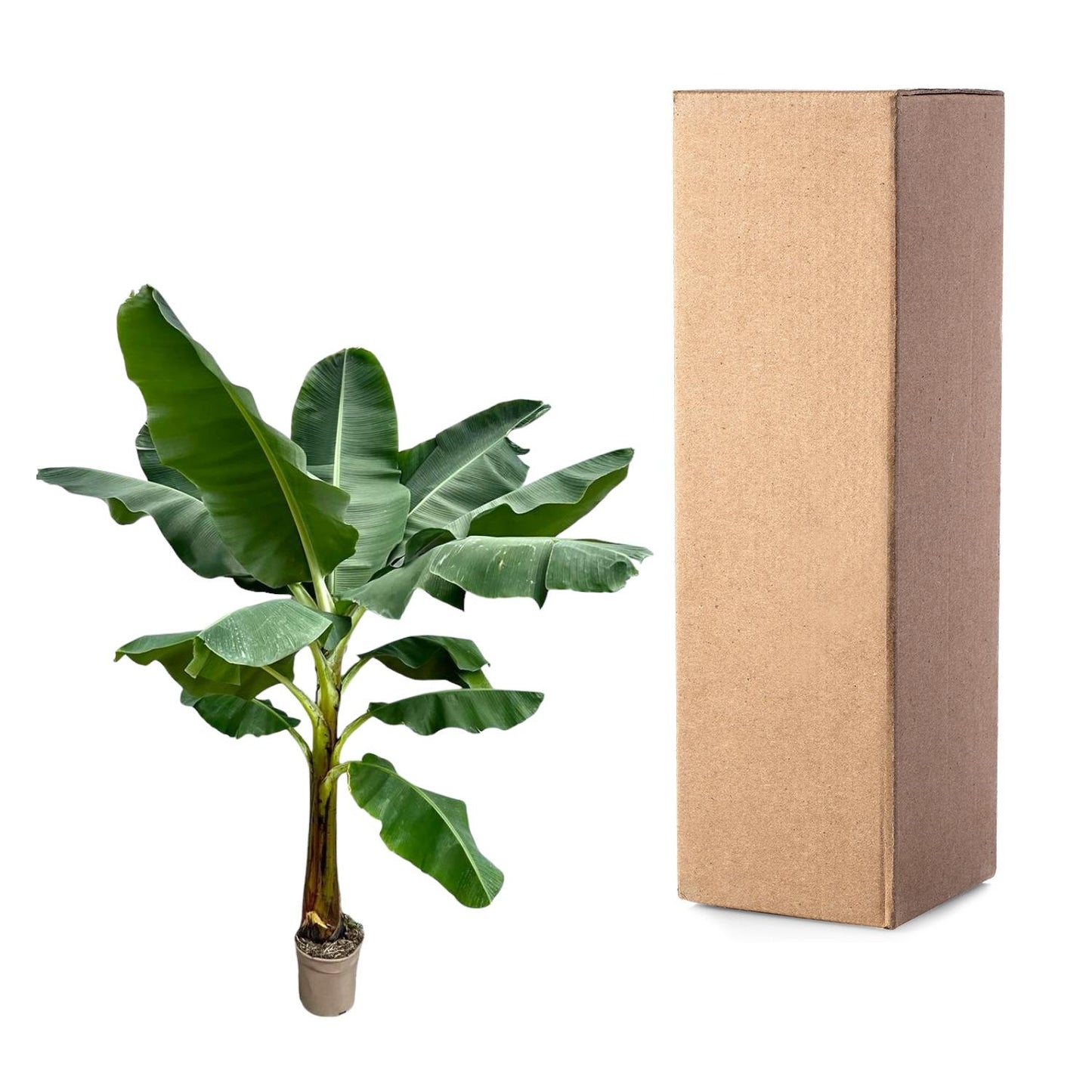 Bananenpflanze 250 cm – Tropisches Flair für Zuhause