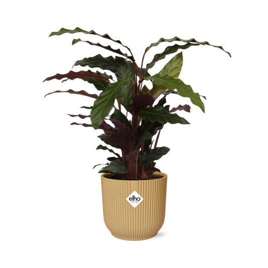 Calathea Rufibarba ‘Tropistar’ in ELHO Vibes Fold 14cm geel