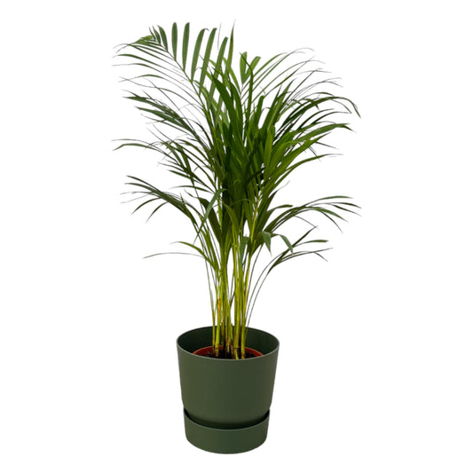 Goldfruchtpalme (Areca Palme) 85 cm mit Topf
