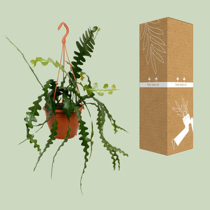Epiphyllum Anguliger - Ø17cm - ↕35cm