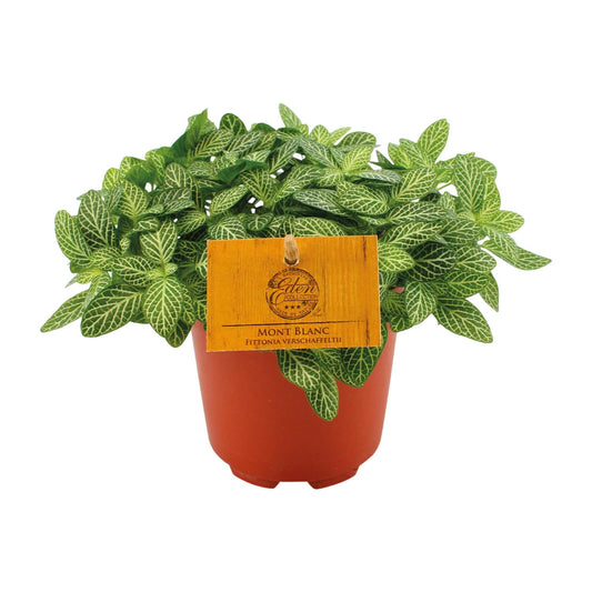 Fittonia Verschaffeltii - Ø10,5cm - ↕15cm