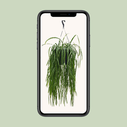 Lepismium Asuntapatense 25cm - Ø25cm - ↕70cm