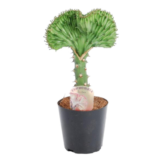 Korallenkaktus Grün 30 cm – Exotische Sukkulente Rarität