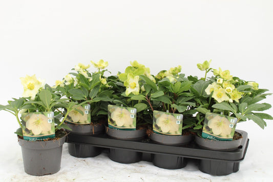 Helleborus Niger - Ø13cm - ↕35cm