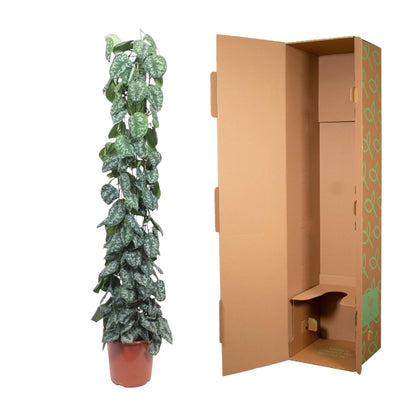 Efeutute 'Trebie' am Rankgitter – 160 cm dekorative Zimmerpflanze