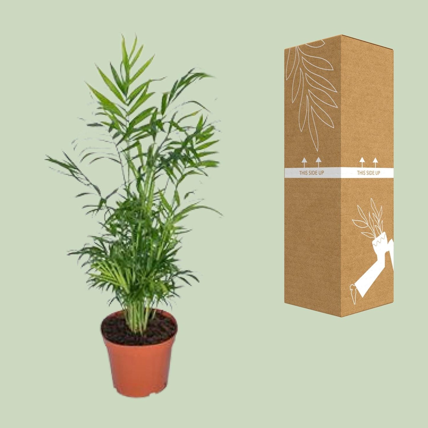 Chamaedorea Elegans - Mexikanische Bergpalme - Ø17cm - ↕55cm - Ø17cm - ↕55cm