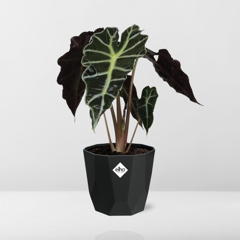 Alocasia ‘Polly’ in 14cm b.for rock living black