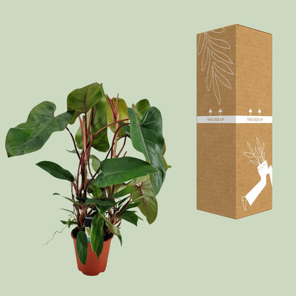 Philodendron Red Twins - Ø19cm - ↕75cm