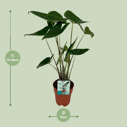 Alocasia Zebrina - Elefantenohr - Ø19cm - ↕75cm