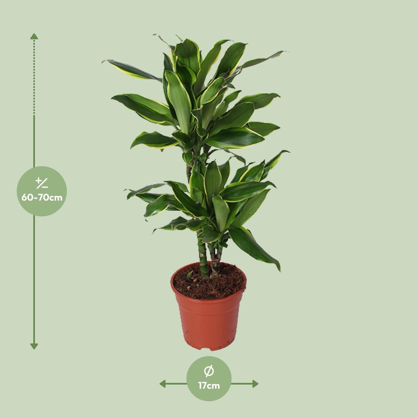 Dracaena Golden Coast - Ø17cm - ↕70cm