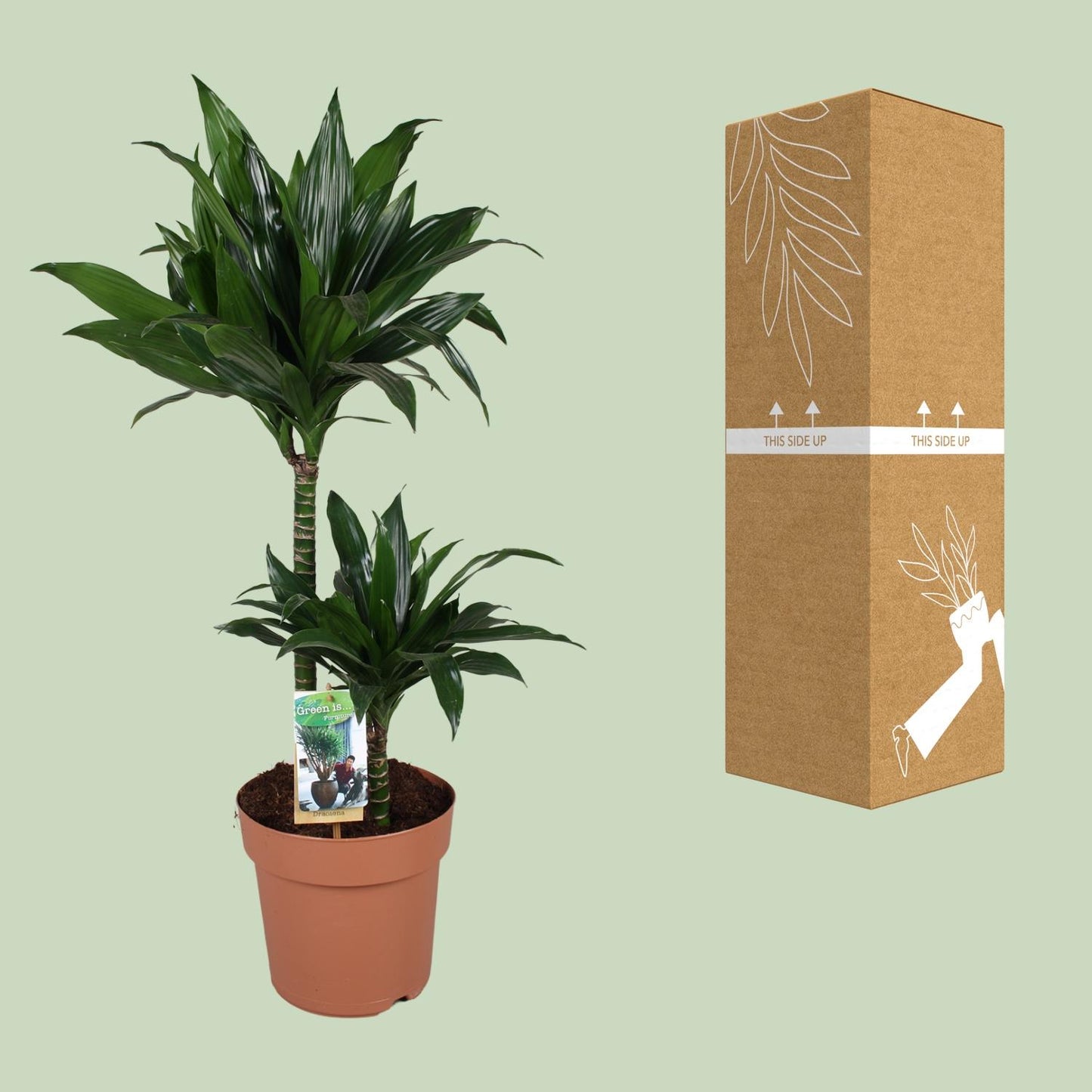 Dracaena Green Jewel 45-15 - Ø21cm - ↕100cm