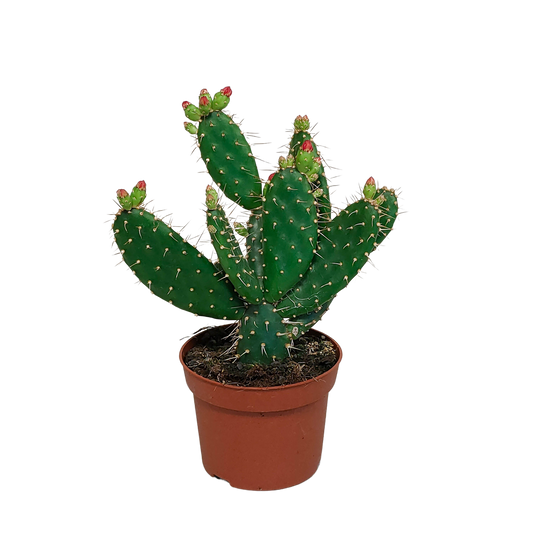 Feigenkaktus Opuntia quitensis mit oranger Blüte – pflegeleicht