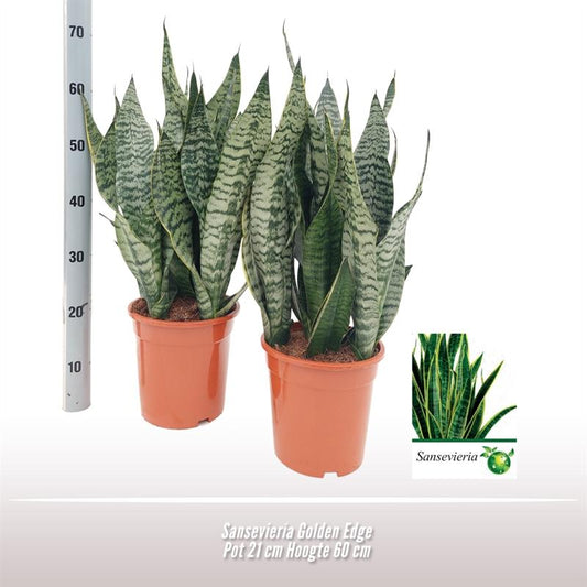 Sansevieria Golden Edge - Ø21 ↕50