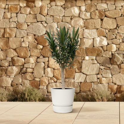 Oleander Stämmchen Weiß – Mediterrane Kübelpflanze 110 cm