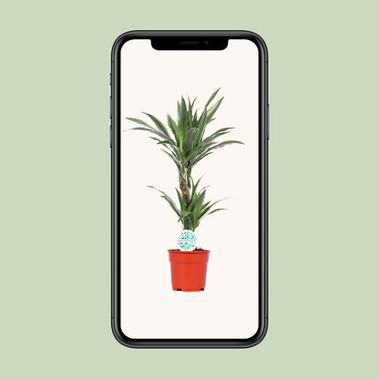 Dracaena Warneckei - Ø17cm - ↕65cm