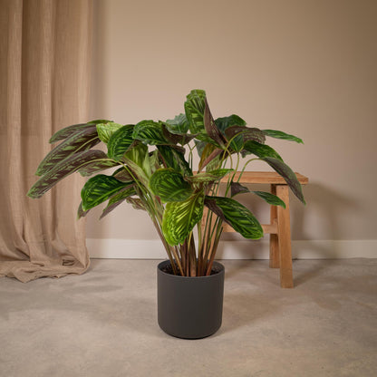 Calathea Flamestar - Pfauenpflanze - Ø19cm - ↕75cm