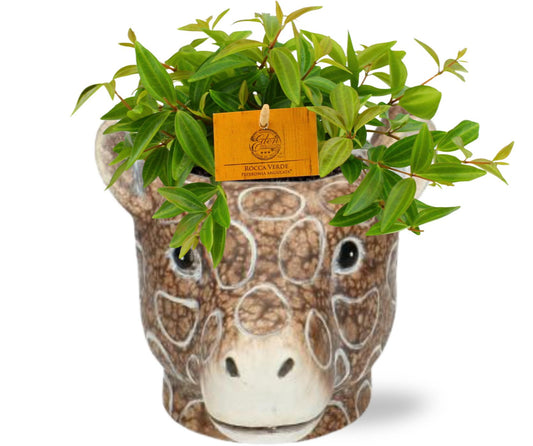 Peperomia Ang. Rocca Vivace - Ø11cm - ↕15cm + Planter Giraf D11/14x11cm - Braun