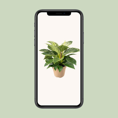 Philodendron Birkin - Ø15cm - ↕30cm