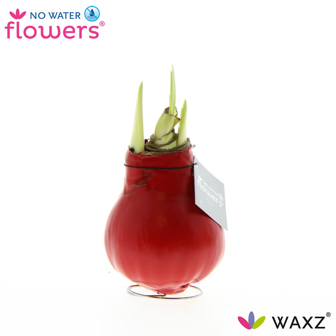 No Water Flowers Waxz® Red - ↕15cm