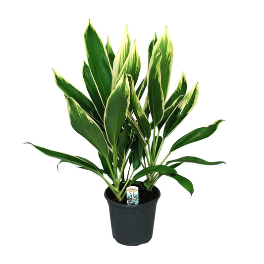 Cordyline New Conga - Ø19cm - ↕60cm