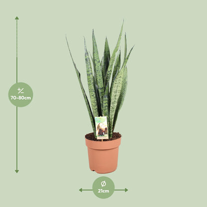 Sansevieria Zeylanica - Ø21cm - ↕75cm