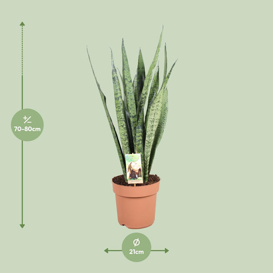 Sansevieria Zeylanica - Ø21cm - ↕75cm