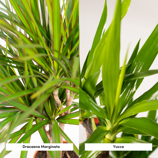 Drachenbaum & Yucca Set – Stilvolle Zimmerpflanzen 70/90 cm