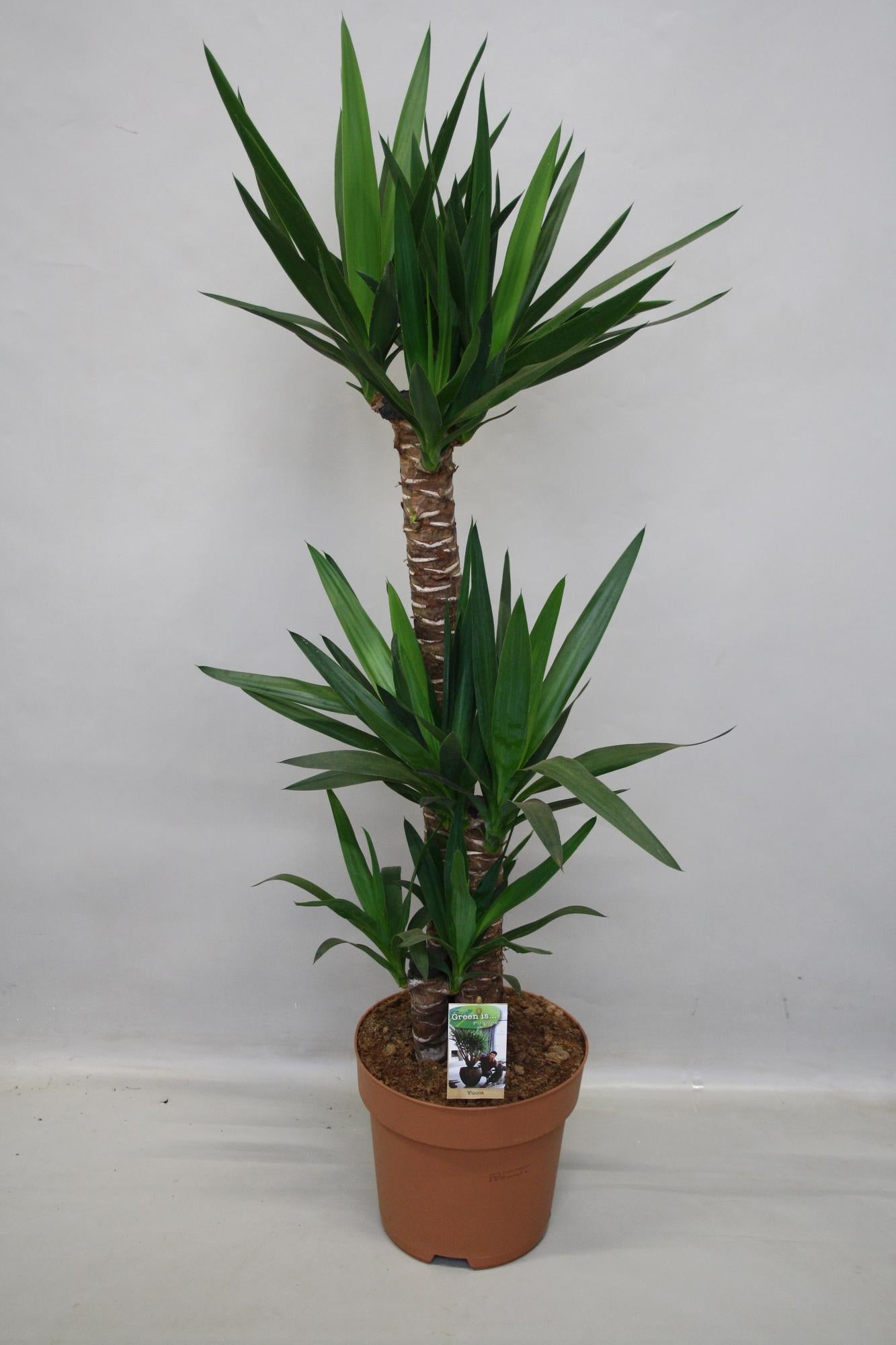 Yucca - Ø27cm - ↕130cm