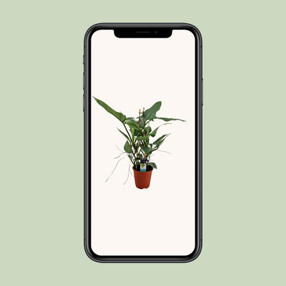 Philodendron Grey - Ø19cm - ↕75cm