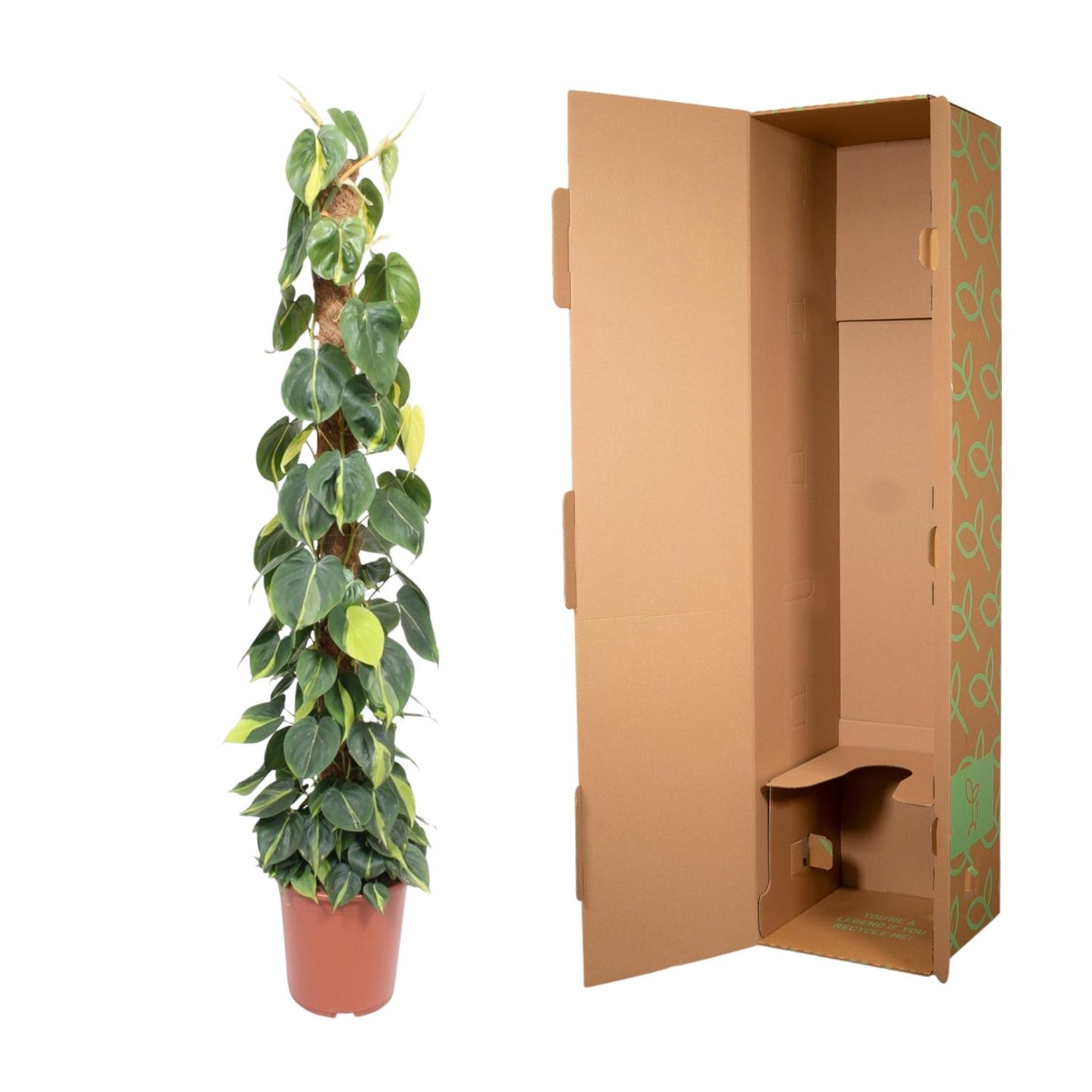 Kletterphilodendron Brasil 150cm am Moosstab – pflegeleicht & dekorativ