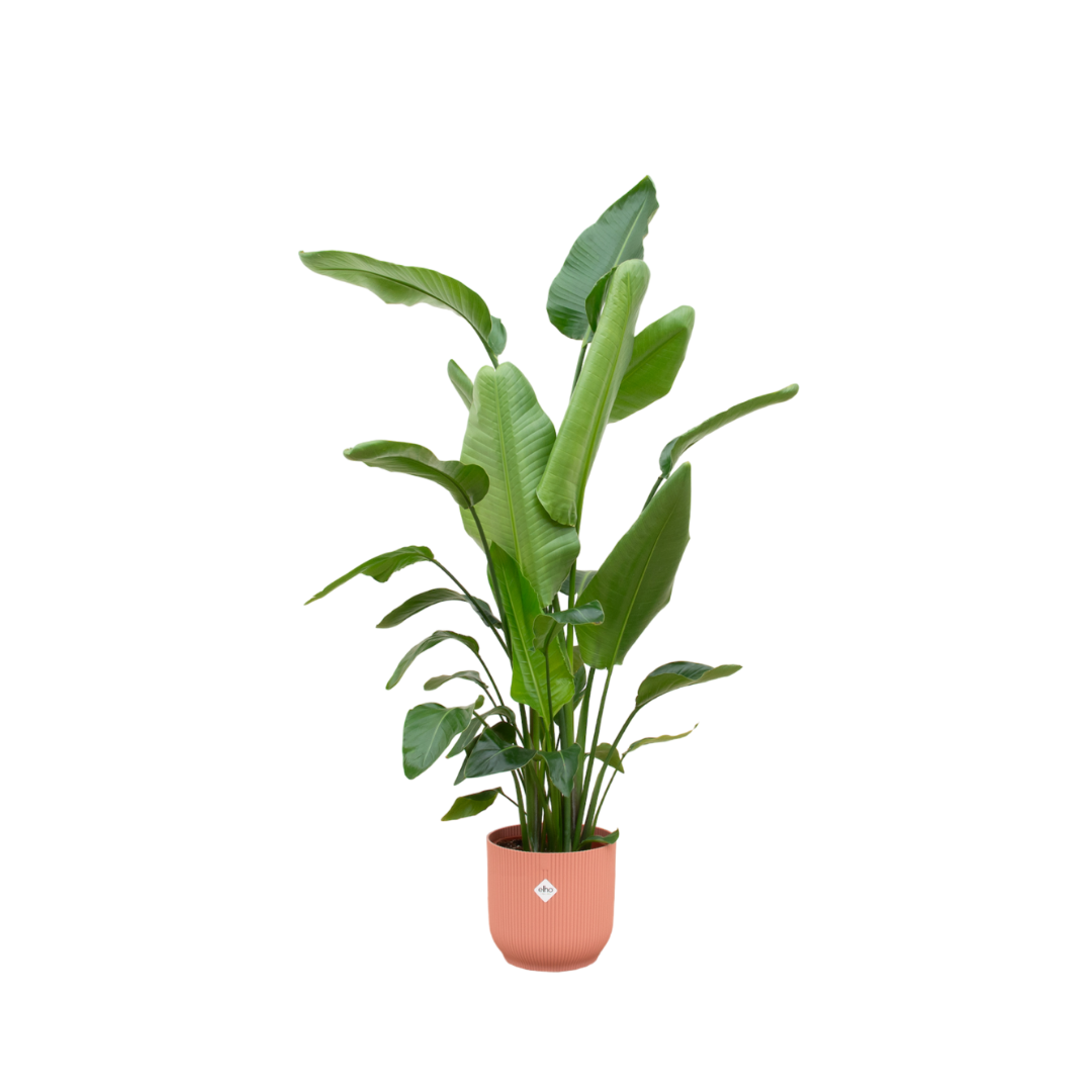 Weiße Paradiesvogelblume 180 cm mit Topf – Exotisches Highlight