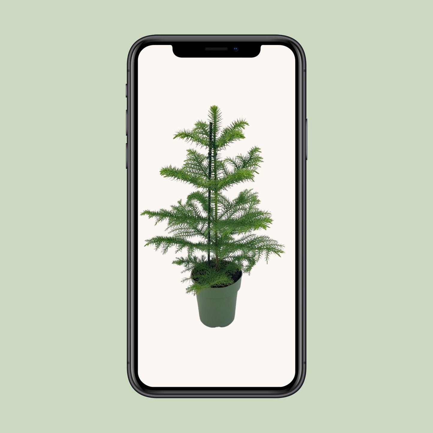 Araucaria Heterophylla - Ø14cm - ↕40cm