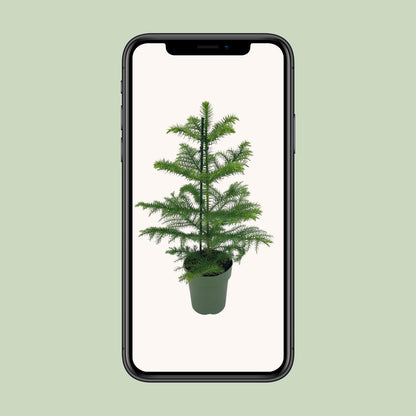 Araucaria Heterophylla - Ø14cm - ↕40cm