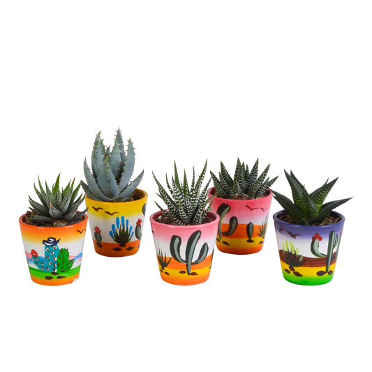 Gasterie & Haworthie Mix – 5er Set im Mexiko-Topf 5,5 cm