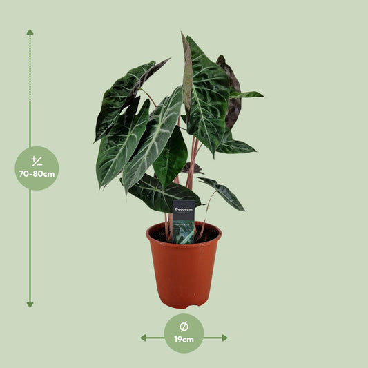 Alocasia Pink Dragon - Ø19cm - ↕75cm