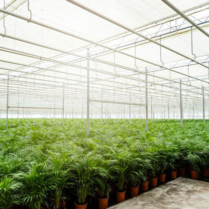 Goldfruchtpalme 130 cm im dekorativen Korb