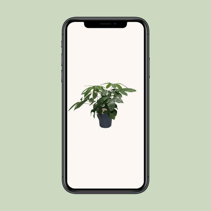 Schefflera Actinophylla - Ø21cm - ↕80cm
