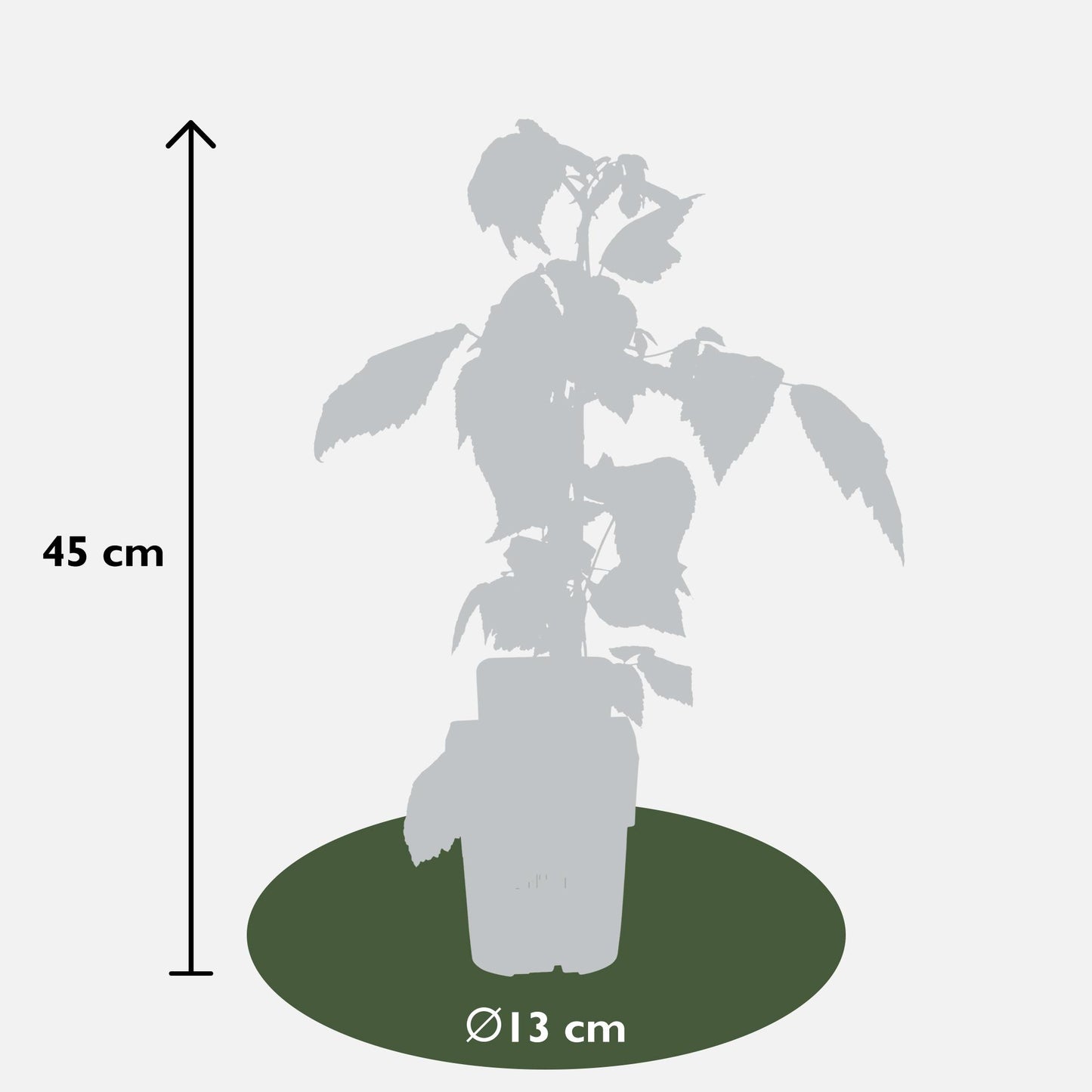 3x - Rubus id. Twotimer 'Sugana Red' - ↨45cm - Ø13