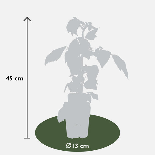 3x - Rubus id. Twotimer 'Sugana Red' - ↨45cm - Ø13