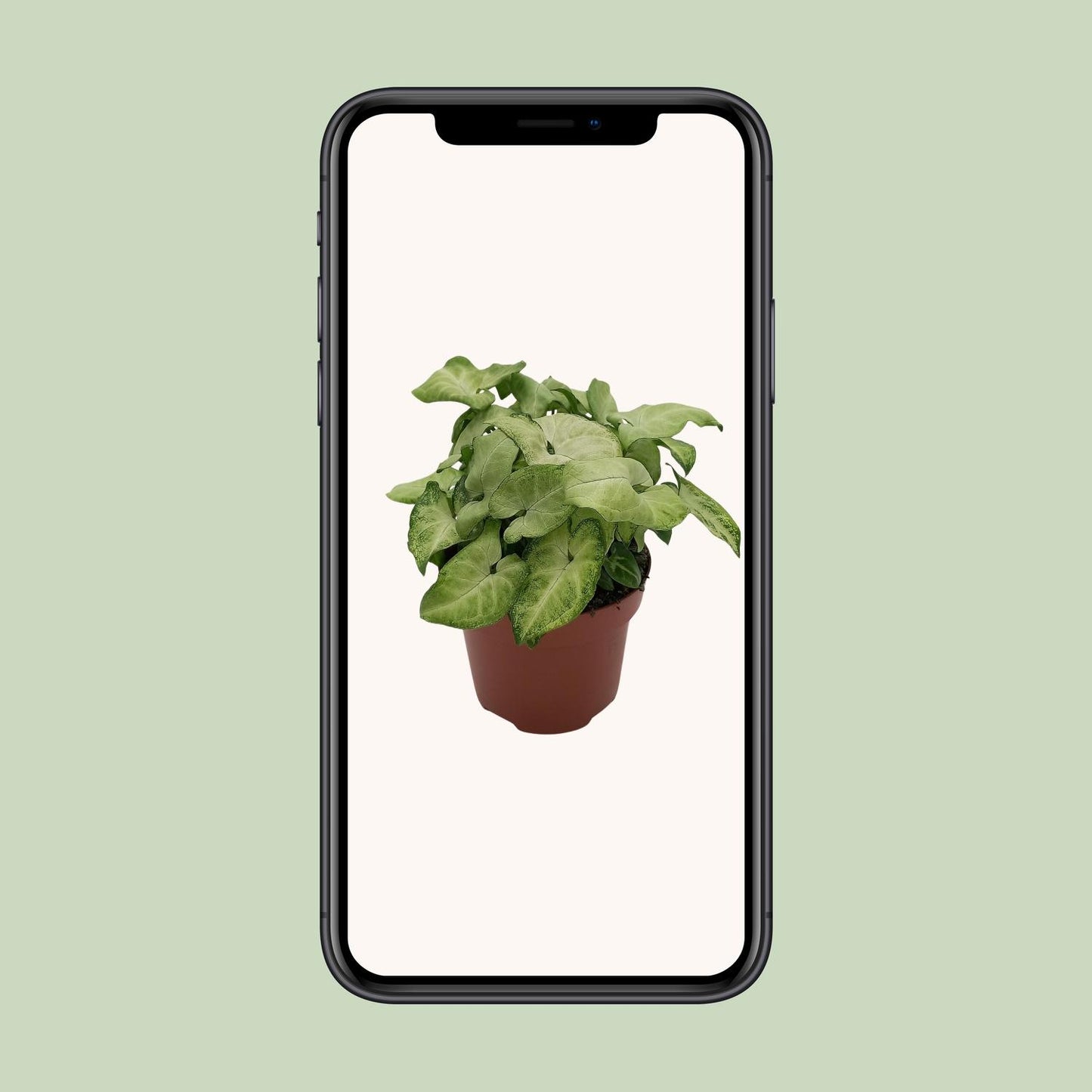 Syngonium 'White Butterfly' - Ø13cm - ↕25cm