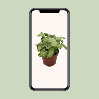 Syngonium 'White Butterfly' - Ø13cm - ↕25cm