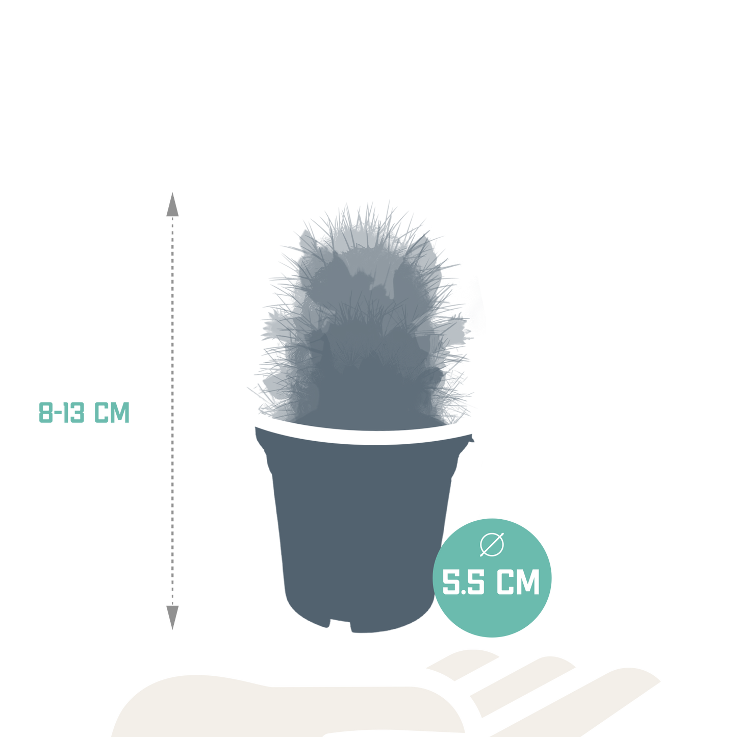 Kakteenmischung 5,5 cm - zonder pot bloeiend - 5x