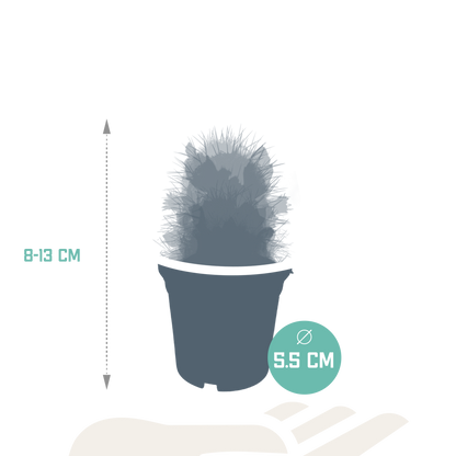 Kakteenmischung 5,5 cm - zonder pot bloeiend - 5x