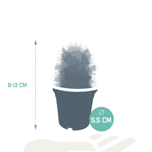 Kakteenmischung 5,5 cm - zonder pot bloeiend - 5x