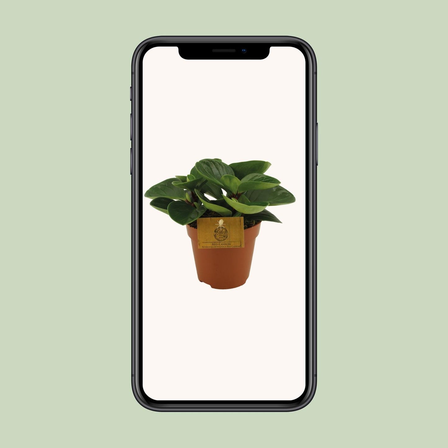 Peperomia Red Canyon - Ø12cm - ↕20cm