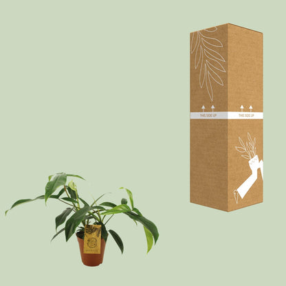 Philodendron 69686 "bette waterbury" - Ø15cm - ↕50cm