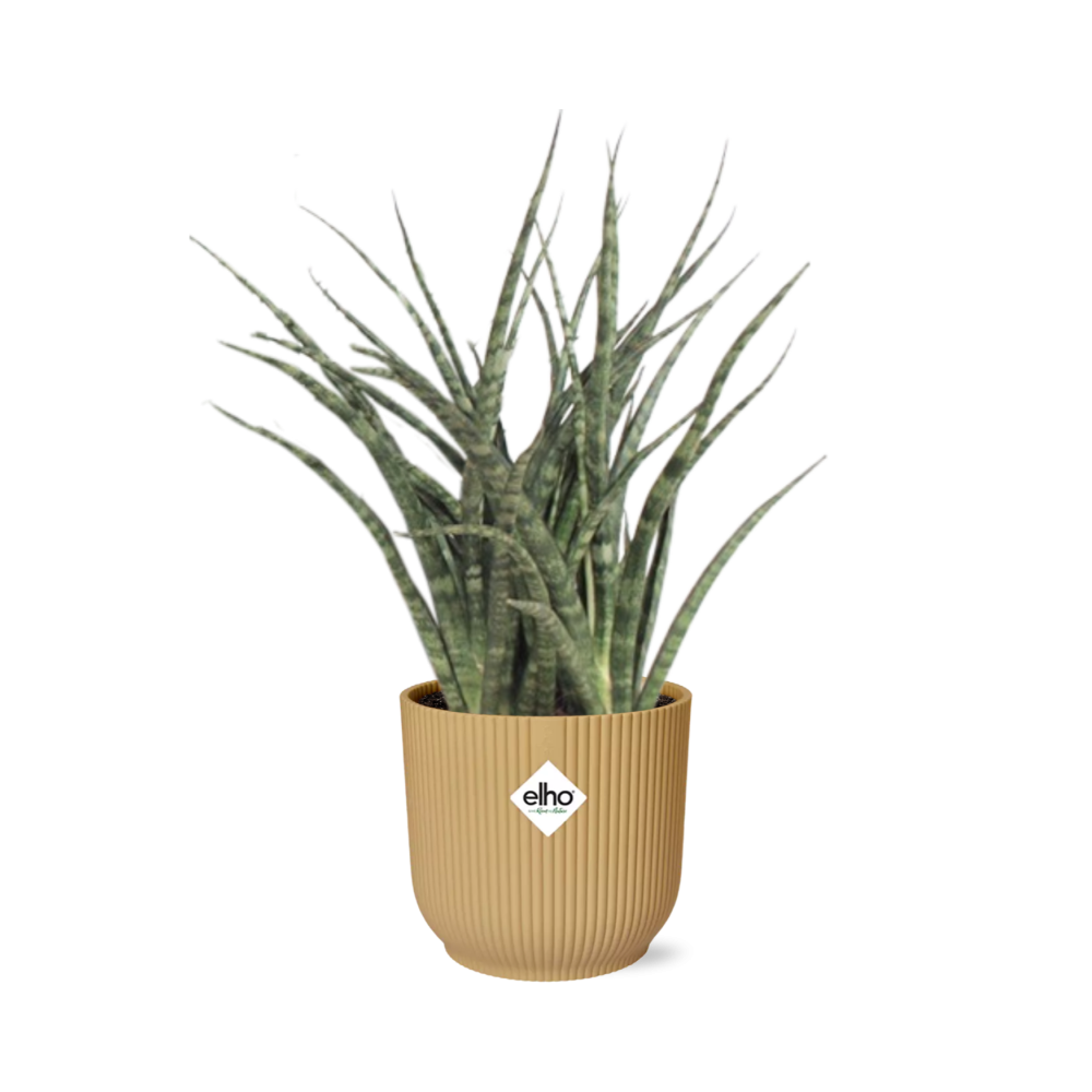 Sansevieria Fernwood Punk in ELHO Vibes Fold 14cm geel